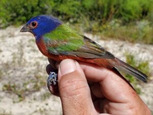 Painted Bunting in hand