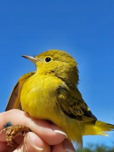 Yellow Warbler in hand
