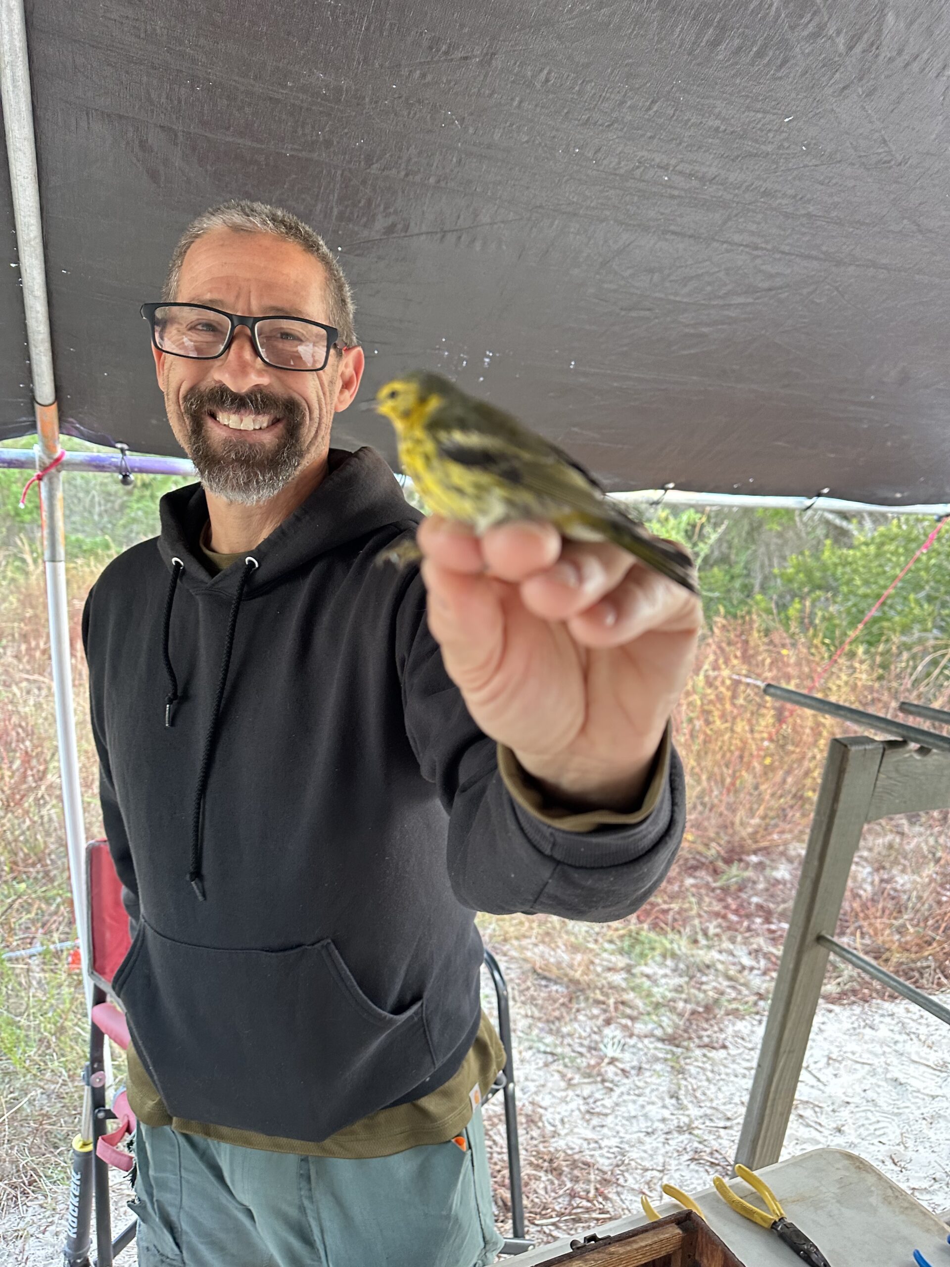 A white man with black-rimmed glasses and short grey hair holds a Cape May Warbler. In the background are the tarp roof of the shelter and dune scrub vergetation.